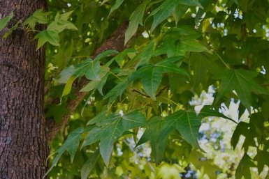 Спиливать – прожигать часы впустую: истребил американский клен на участке за 1 заход – сад девственно чист