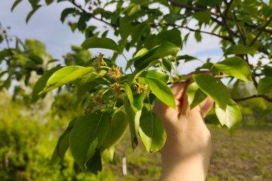 Неприемлемые соседи: какие растения мешают груше плодоносить - проверьте свой сад