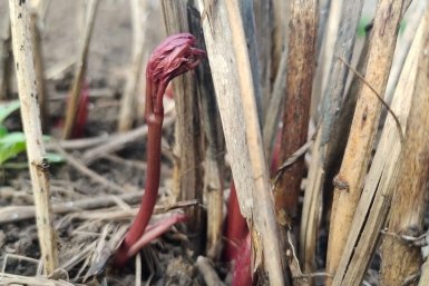 Пионы вылезли - бегом в сад: 3 действия, которые нельзя пропустить - иначе красота уйдет к соседям