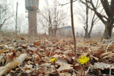 В лесах появились первые адонисы Игнат Клименко