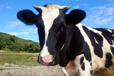 крупный рогатый скот ИА PrimaMedia