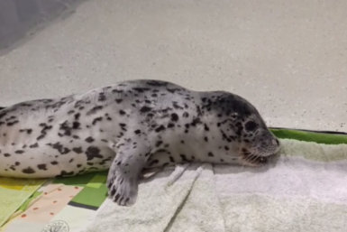 "Слёзы градом": как людские нечистоты "убивают" флору и фауну Приморья