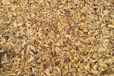 "Запахло весной": "опупенная" находка в лесу порадовала приморцев