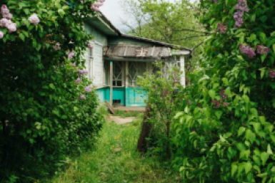 Прыскала 1 настой — и тля сбежала с грядок за ночь: дачный хрен сработает на 100%