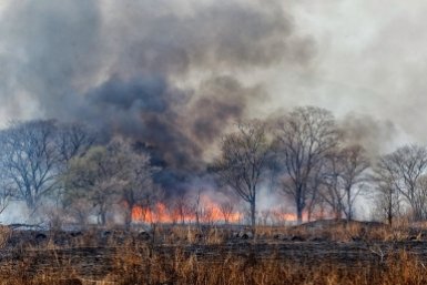 Горит лес Александр Хитров, ИА PrimaMedia