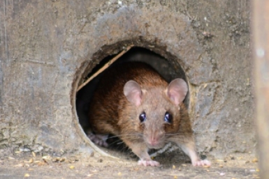 Тематическое фото pixabay.com