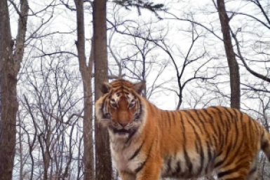 "Сразу видно, наш тигр": фотоловушка поймала хищника с "бровями-полосками"