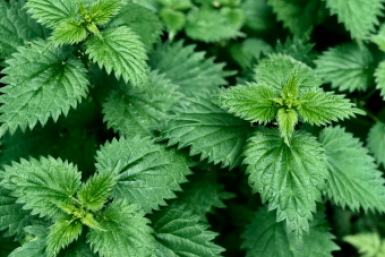 Крапива не сорняк, а золотая жила: 1 бесплатное средство от тли, клеща и вялой рассады на грядках