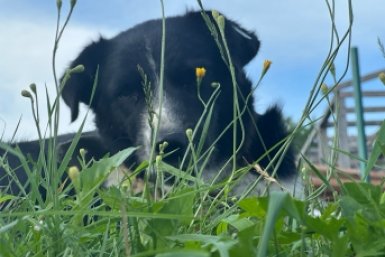 Пушка Предоставлено Юлией