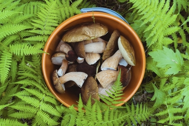 За сбор грибов и растений можно получить штраф до миллиона рублей