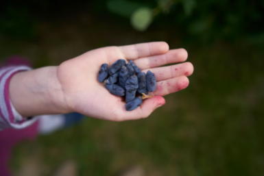 Если жимолость "мертва" — в апреле 10 л под куст, и ягоды набухают крупнее и слаще