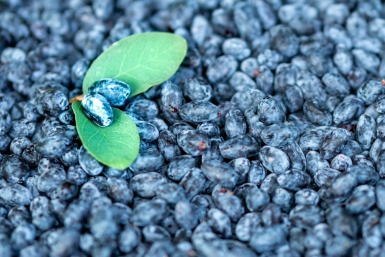 Ягод с гулькин нос — лью 1 настой крапивы под куст, и жимолость воскресает за 7 дней