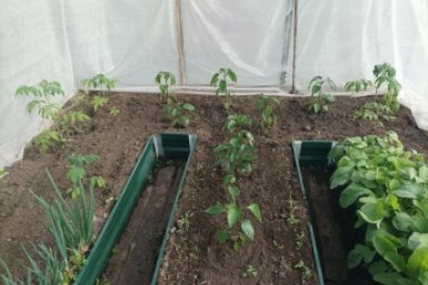 Как защитить участок от белокрылки: просто и почти бесплатно — даже у соседей паразиты пропали