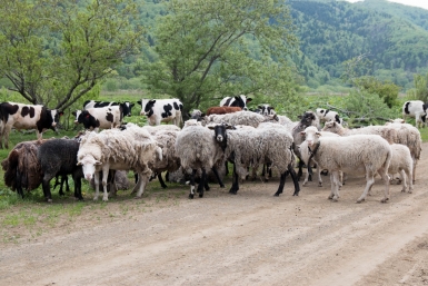 Главу организации будут судить за хищение при поставке шерсти на Ставрополье