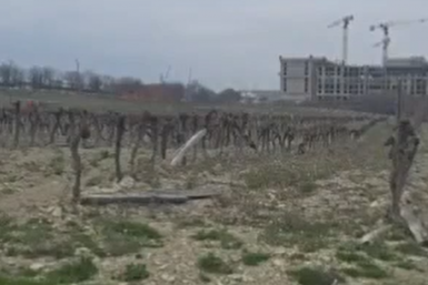 Депутат просит губернатора и мэра остановить застройку виноградников в Новороссийске