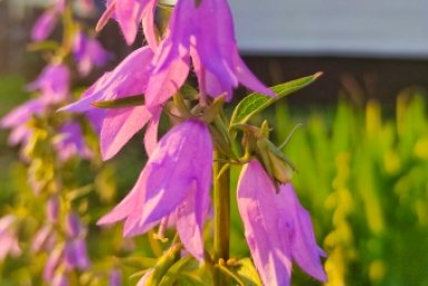 Цветет до заморозков и поражает красотой: этот двулетник обожают все дачники - сеем через рассаду