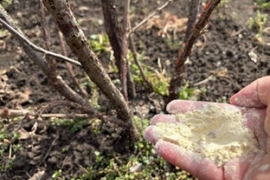 1 стакан крупы - муравьи и клещи убегают вприпрыжку: урожая в 3 раза больше