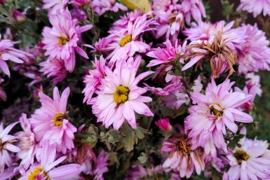 После появления ростков хризантемам – обязательно: разводим 1 литр в воде – и шапки цветов видно из космоса