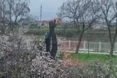 В МЦУ Краснодара объяснили причины вырубки деревьев в Рождественском парке Скриншот из соцсетей