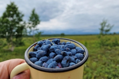 Жимолости после схода снега — обязательно: 2 г на 10 л — и ягоды собираем телегами, сладкие и крупные