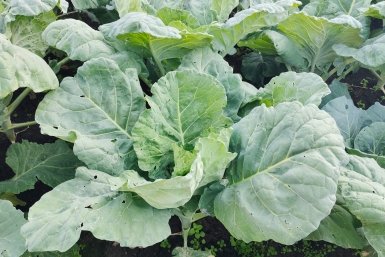 Не гибрид, а спринтер: кочаны капусты вяжет уже в начале лета - хрустящие как вафля