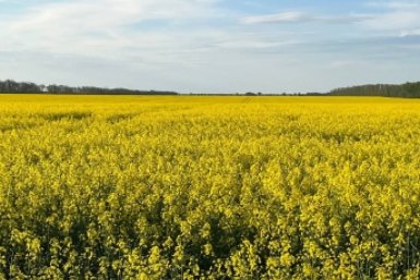 Новость дня