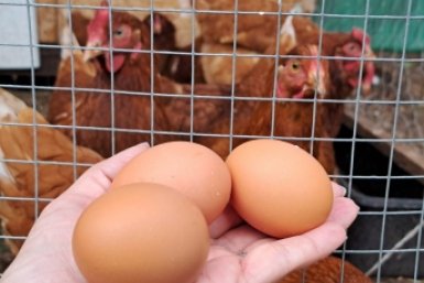 Самые заботливые мамы: 3 лучшие породы кур-наседок - высиживают цыплят лучше инкубатора