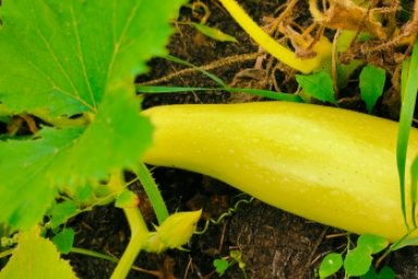 Неприхотливый, универсальный, лежкий: какой сорт кабачков хранится до лета и не гниет