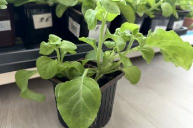 Дачникам напомнили о старте сезона: что обязательно успеть в саду в апреле