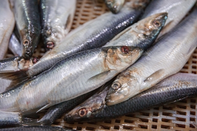 Тематическое фото Илья Аверьянов, ИА PrimaMedia