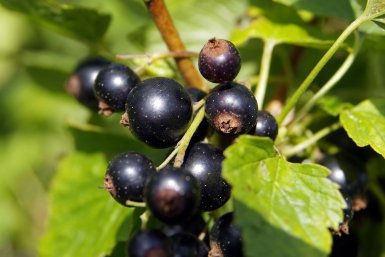 Дала смородине "завтрак" сразу после снега — и кусты "ломятся" от ягод: не ждите листьев