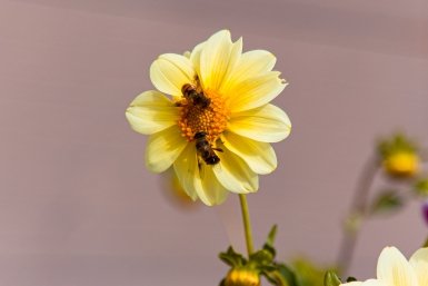 Обнаружили осиное гнездо на балконе или даче? Избавляемся безопасно