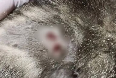 Ветеринары прооперировали кошку с пулевыми ранениями в Бодайбо