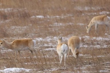 Дзерены Минприроды Забайкалья