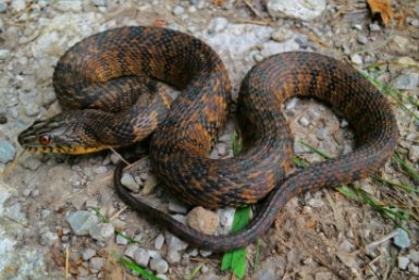 Главные ошибки при нападении гадюки, которые могут стоить вам здоровья