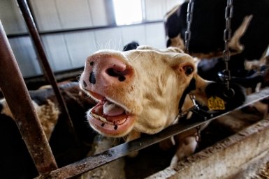 Очаг опасной инфекции крупного рогатого скота нашли в личном хозяйстве на Кубани Александр Хитров