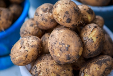 2 горсти на 1 "квадрат" — и картофель размером с грейпфрут: в 5 раз дешевле навоза — в 10 раз больше пользы