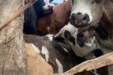 Новость дня