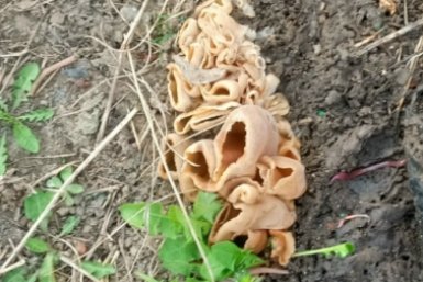 Предположительно это &quotослиное ухо&quot Ольга Черненко|&quotГрибы. Грибники Омска и Омской области&quot (12+) )