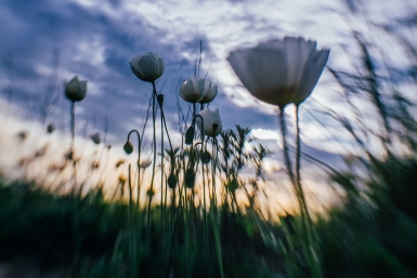 Цветы Мария Смитюк, ИА PrimaMedia