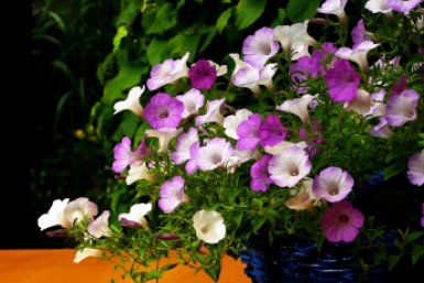 Поливаю петунию в апреле: Получаю взрывное цветение - растения "оживают"