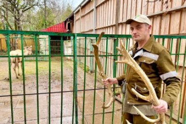 Олень Степан сбросил рога в зооуголке Симферополя