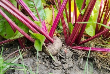 Не свекла, а деликатес с хвостиком: какой сорт выдает самые сладкие корнеплоды - забудьте про белые кольца и прожилки