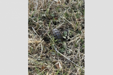 В Кисловодске нашли гранату в районе Олимпийского комплекса