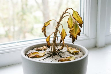 &quotУ меня ничего не растёт&quot: из-за этих ошибок у вас дохнут даже кактусы Qwen (18+)