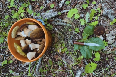 Грибной ажиотаж накроет Подмосковье