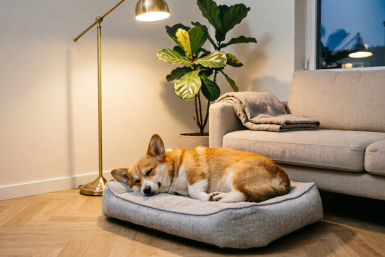 Не дом, а рай для ушей: 5 собак-тихоней - соседи не жалуются на лай