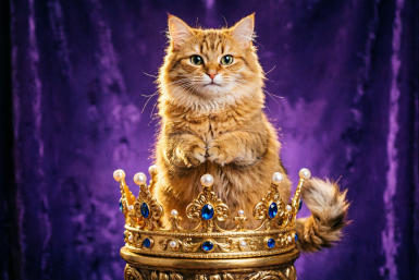 Не кошки, а императрицы: 7 самых вредных пород - даже опытным не советуем