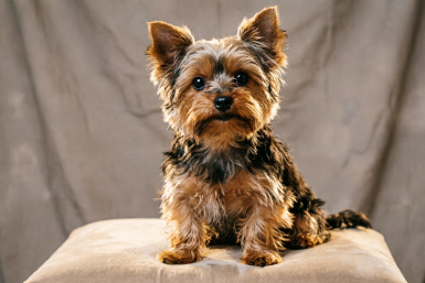 Йорки далеко не для всех: 7 недостатков, о которых умалчивают заводчики