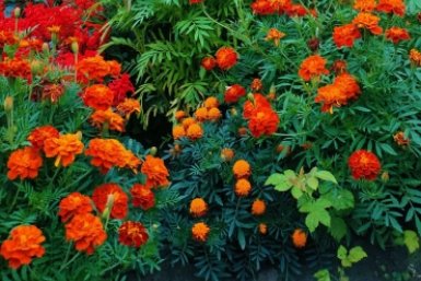 Бархатцы Автора